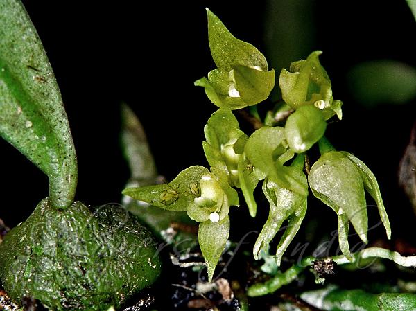 Maskeliya Bulb-Leaf Orchid